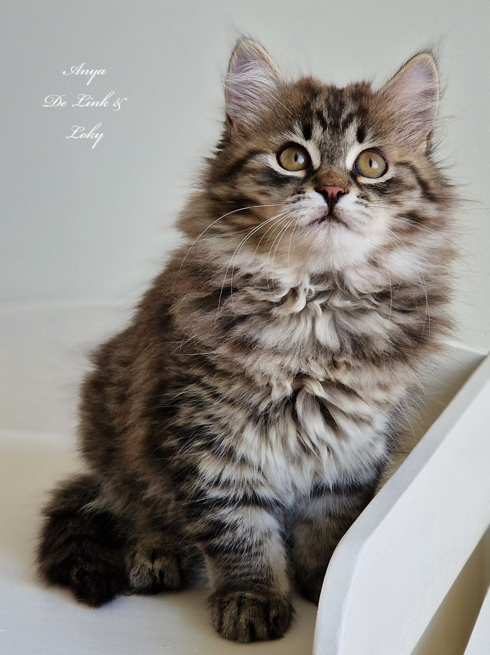 chaton Sibérien brown mackerel tabby Les Sibériens De Link & Loky