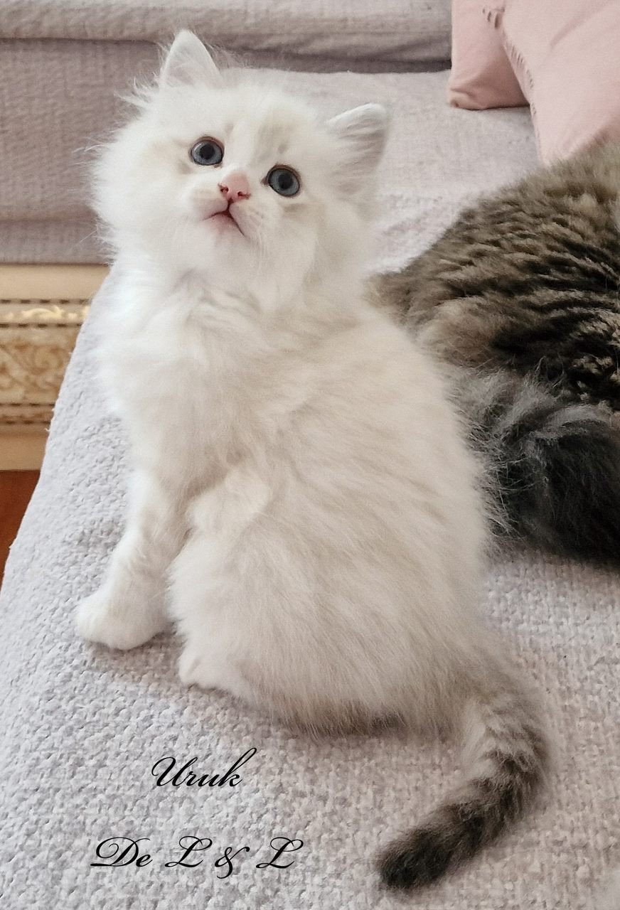chaton Sibérien seal sunshine silver tabby point & blanc Uruk De Link & Loky Les Sibériens De Link & Loky