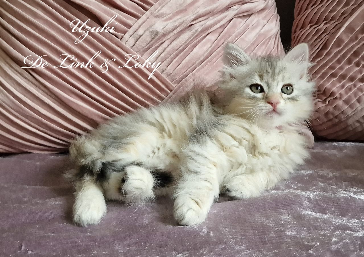 chaton Sibérien black sunshine silver spotted tabby Uzuki Les Sibériens De Link & Loky