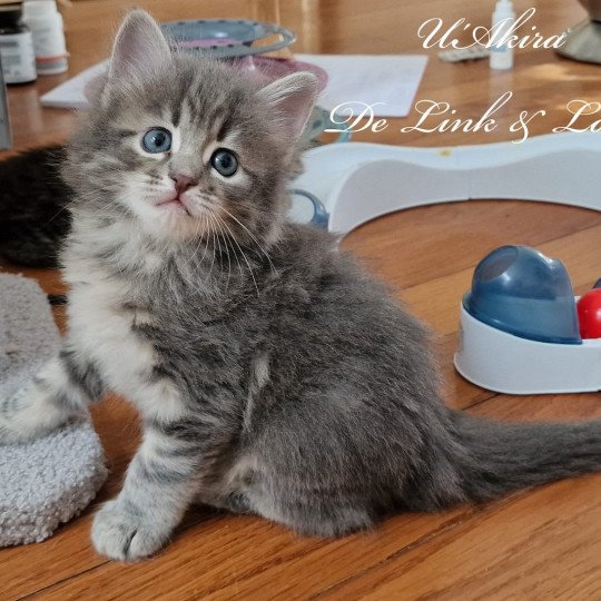 U'Akira De Link & Loky De Link & Loky Mâle Sibérien