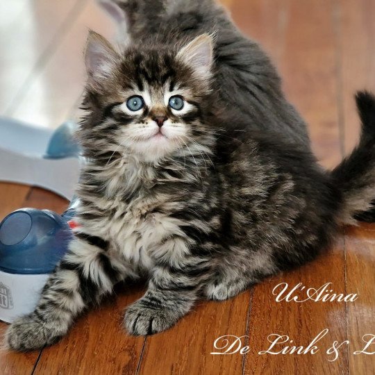 U’Aïna De Link & Loky De Link & Loky Femelle Sibérien