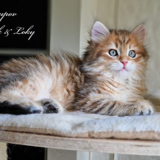 1er chaton (Portée Princesse Athena De Link & Loky ❤ Tashkent De Link & Loky) - Mâle brown sunshine spotted tabby Mâle Sibérien