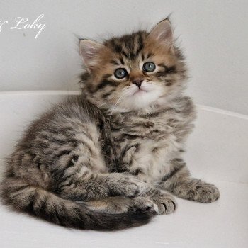 chaton Sibérien brown mackerel tabby Les Sibériens De Link & Loky chaton Sibérien brown mackerel tabby Les Sibériens De Link & Loky
