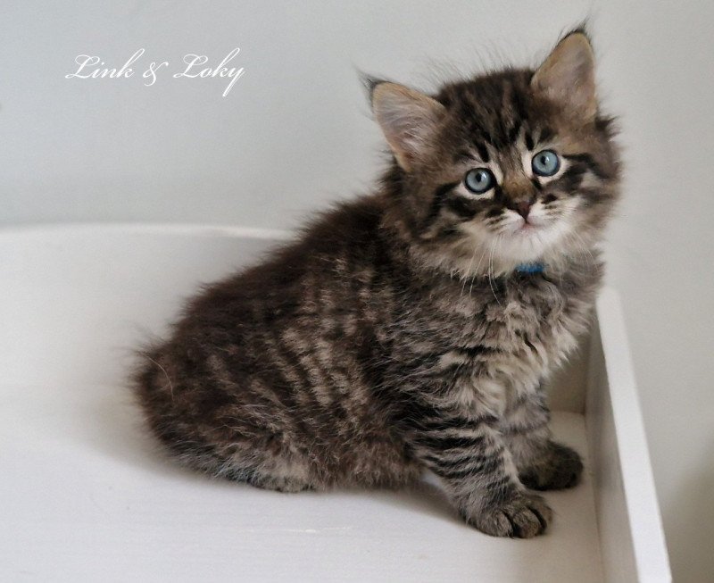 2e chaton (Portée Odessa De Link & Loky ❤ Tashkent De Link & Loky 2025) - Mâle brown mackerel tabby Mâle Sibérien 2e chaton (Portée Odessa De Link & Loky ❤ Tashkent De Link & Loky 2025) - Mâle brown mackerel tabby Mâle Sibérien