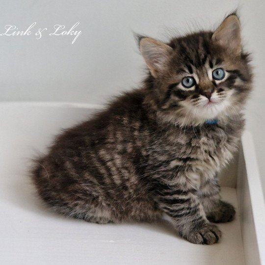 2e chaton (Portée Odessa De Link & Loky ❤ Tashkent De Link & Loky 2025) - Mâle brown mackerel tabby Mâle Sibérien