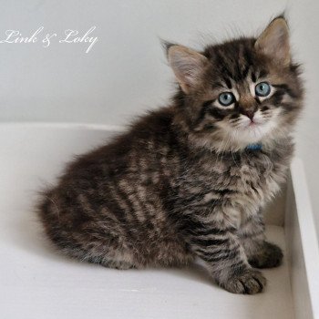 chaton Sibérien brown mackerel tabby Les Sibériens De Link & Loky chaton Sibérien brown mackerel tabby Les Sibériens De Link & Loky