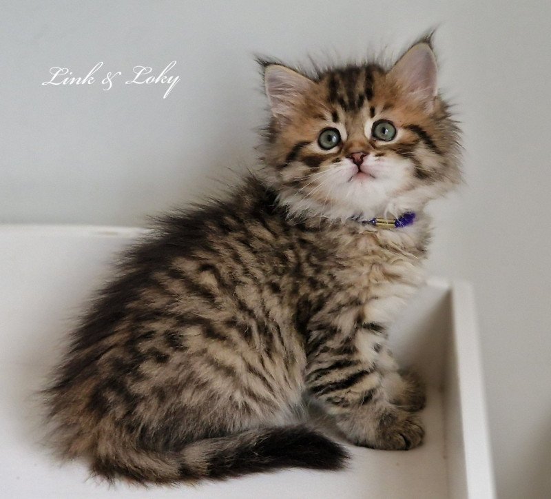 3e chaton (Portée Odessa De Link & Loky ❤ Tashkent De Link & Loky 2025) - Femelle brown mackerel tabby Femelle Sibérien 3e chaton (Portée Odessa De Link & Loky ❤ Tashkent De Link & Loky 2025) - Femelle brown mackerel tabby Femelle Sibérien