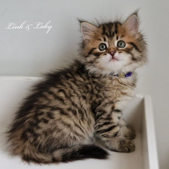 3e chaton (Portée Odessa De Link & Loky ❤ Tashkent De Link & Loky 2025) - Femelle brown mackerel tabby Femelle Sibérien