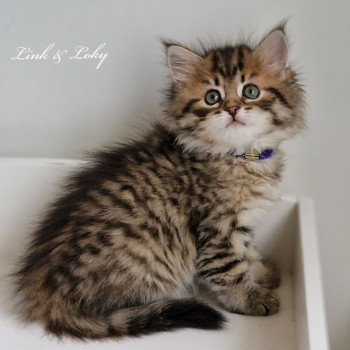 chaton Sibérien brown mackerel tabby Les Sibériens De Link & Loky chaton Sibérien brown mackerel tabby Les Sibériens De Link & Loky