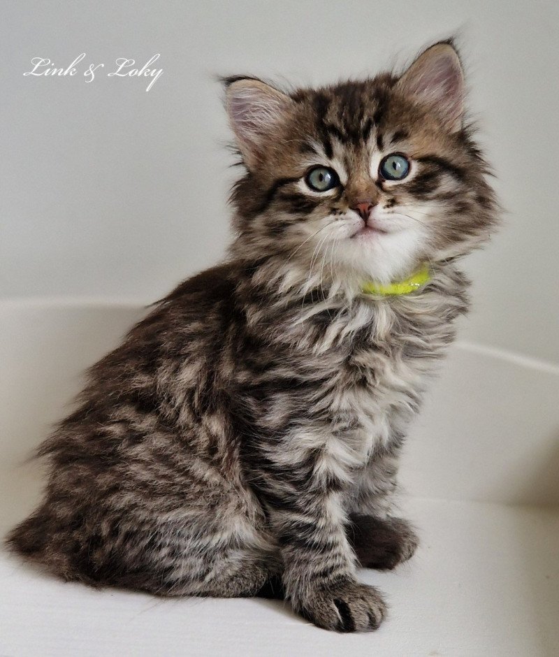 4e chaton (Portée Odessa De Link & Loky ❤ Tashkent De Link & Loky 2025) - Femelle brown mackerel tabby Femelle Sibérien