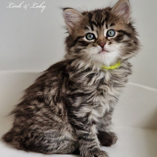 4e chaton (Portée Odessa De Link & Loky ❤ Tashkent De Link & Loky 2025) - Femelle brown mackerel tabby Femelle Sibérien