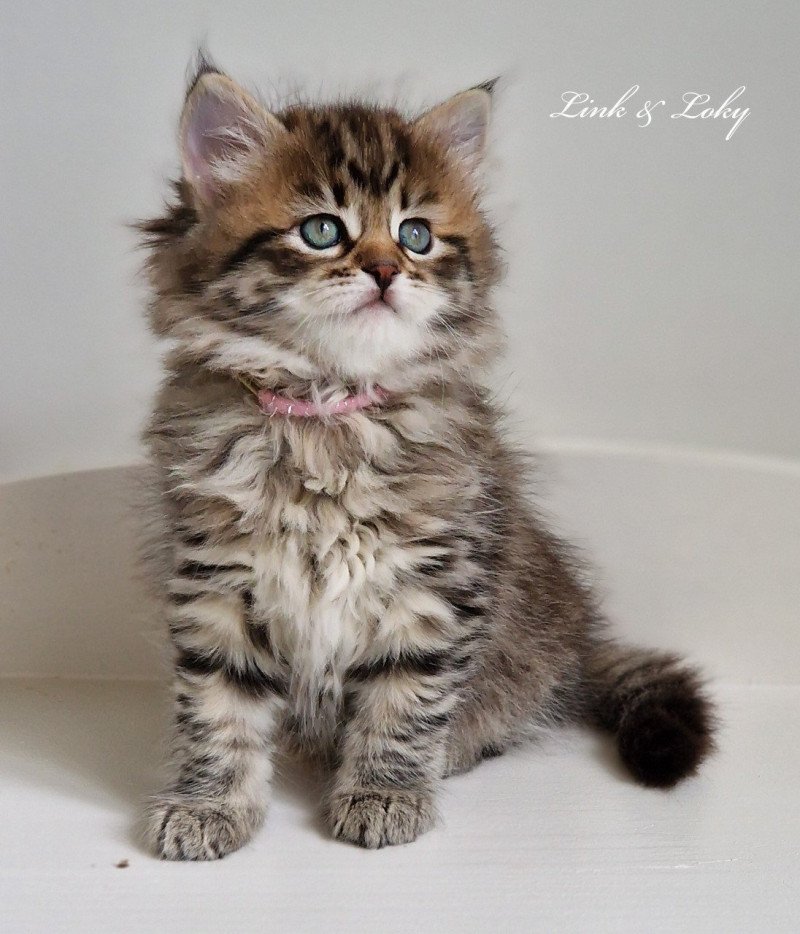 5e chaton (Portée Odessa De Link & Loky ❤ Tashkent De Link & Loky 2025) - Femelle brown mackerel tabby Femelle Sibérien