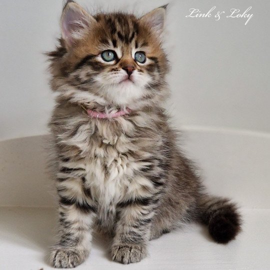 5e chaton (Portée Odessa De Link & Loky ❤ Tashkent De Link & Loky 2025) - Femelle brown mackerel tabby Femelle Sibérien