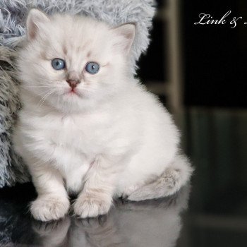 chaton Sibérien blue silver tabby Les Sibériens De Link & Loky chaton Sibérien blue silver tabby Les Sibériens De Link & Loky