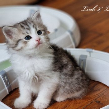 chaton Sibérien seal silver tabby point & blanc van Les Sibériens De Link & Loky chaton Sibérien seal silver tabby point & blanc van Les Sibériens De Link & Loky