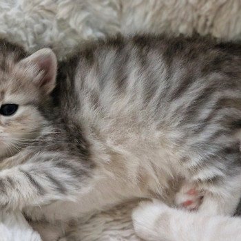 chaton Sibérien blue sunshine mackerel tabby & blanc Les Sibériens De Link & Loky chaton Sibérien blue sunshine mackerel tabby & blanc Les Sibériens De Link & Loky
