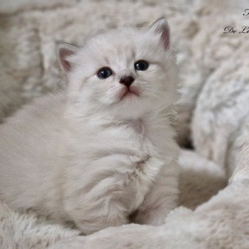 chaton Sibérien blue silver tabby point & blanc Les Sibériens De Link & Loky chaton Sibérien blue silver tabby point & blanc Les Sibériens De Link & Loky