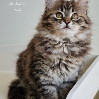 chaton Sibérien brown mackerel tabby Les Sibériens De Link & Loky chaton Sibérien brown mackerel tabby Les Sibériens De Link & Loky