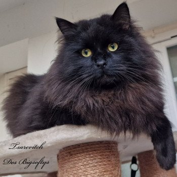 chat Sibérien Des Les Sibériens De Link & Loky chat Sibérien Des Les Sibériens De Link & Loky