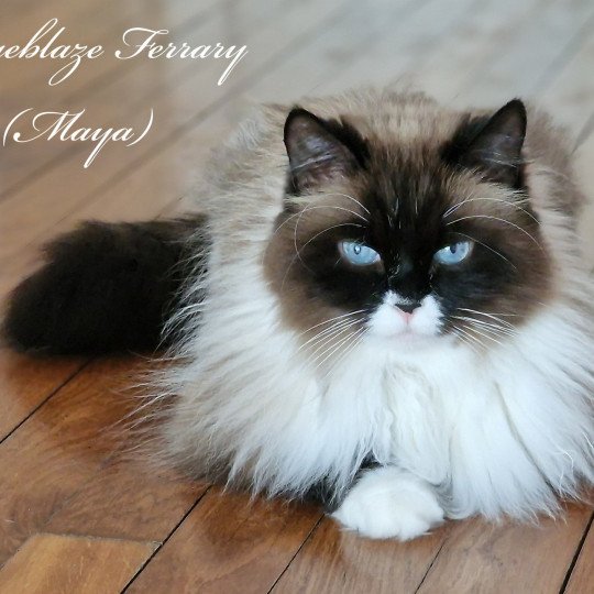Imageblaze Ferrary Maya Femelle Sibérien
