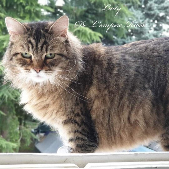 Lady De L'Empire Russe Femelle Sibérien