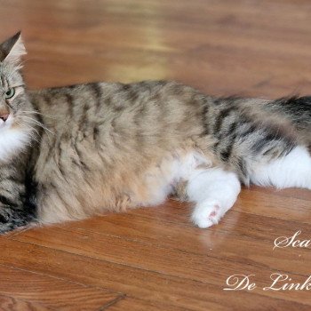 chat Sibérien brown spotted tabby & blanc Scarlett De Link & Loky Les Sibériens De Link & Loky chat Sibérien brown spotted tabby & blanc Scarlett De Link & Loky Les Sibériens De Link & Loky