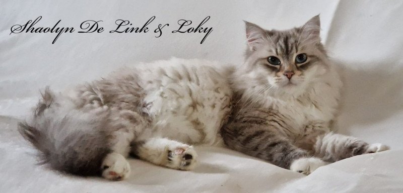 Shaolyn De Link & Loky De Link & Loky Mâle Sibérien Shaolyn De Link & Loky De Link & Loky Mâle Sibérien