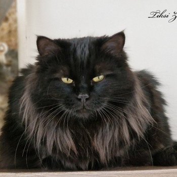 chat Sibérien black Tiksi Zaïmka Les Sibériens De Link & Loky