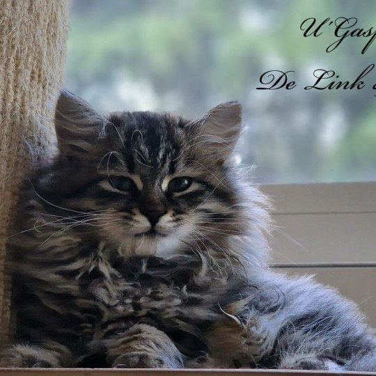 U’Gaspard De Link & Loky De Link & Loky Mâle Sibérien