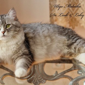 chat Sibérien black silver mackerel tabby & blanc Ulya Malaïka De Link & Loky Les Sibériens De Link & Loky chat Sibérien black silver mackerel tabby & blanc Ulya Malaïka De Link & Loky Les Sibériens De Link & Loky