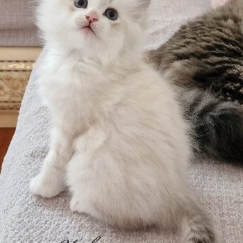 chaton Sibérien seal sunshine silver tabby point & blanc Uruk De Link & Loky Les Sibériens De Link & Loky chaton Sibérien seal sunshine silver tabby point & blanc Uruk De Link & Loky Les Sibériens De Link & Loky