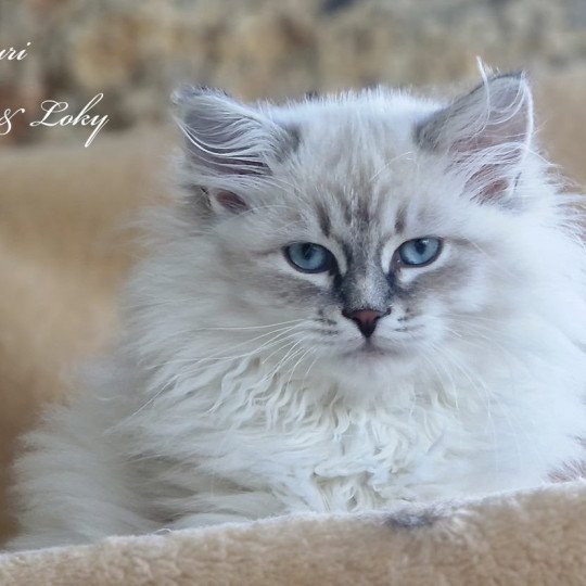 Ussuri De Link & Loky De Link & Loky Mâle Sibérien