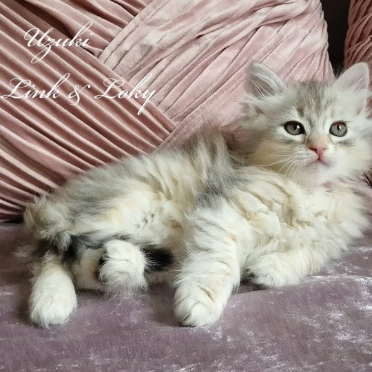 Uzuki De Link & Loky Femelle Sibérien