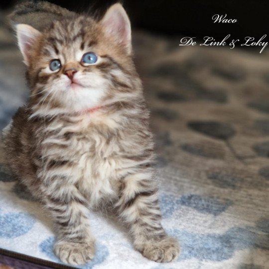 Waco De Link & Loky De Link & Loky Mâle Sibérien